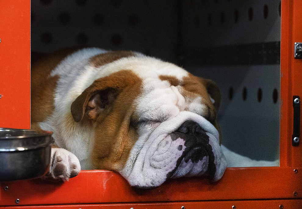 In this Feb. 10, 2020 file photo, a bulldog named Thor naps before competition at the 144th Westminster Kennel Club dog show in New York. America’s dogs are having their day as the coronavirus keeps many people at home more with their pets and is spurring so much adoption and fostering that some shelters’ kennels have emptied. (AP Photo/Mark Lennihan, File)