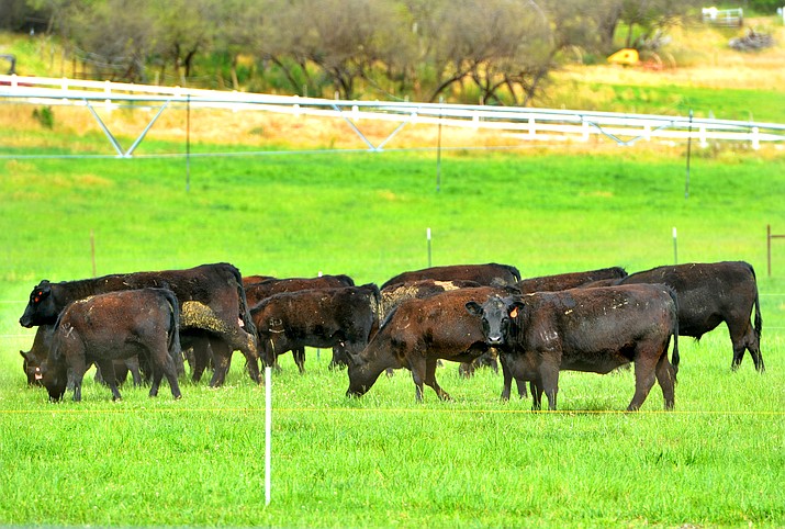 Cattle graze at the Tres Hermanas Ranch, established in 1894 on Oak Creek in Page Springs, on Thursday. VVN/Vyto Starinskas