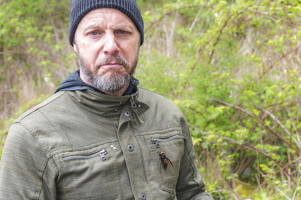 In this April 23, 2020, photo provided by the Washington State Department of Agriculture, Chris Looney, a Washington State entomologist, poses with a dead Asian giant hornet attached to his jacket in Blaine, Wash. The world's largest hornet, a 2-inch long killer with an appetite for honey bees, has been found in Washington state and entomologists are making plans to wipe it out. Dubbed the "Murder Hornet" by some, the Asian giant hornet has a sting that could be fatal to some humans. It is just now starting to emerge from hibernation. (Karla Salp/Washington State Department of Agriculture via AP)