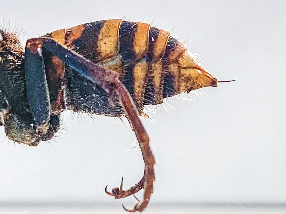 In this Dec. 30, 2019, photo provided by the Washington State Department of Agriculture, the stinger of a dead Asian giant hornet is photographed in a lab in Olympia, Wash. The world's largest hornet, a 2-inch long killer with an appetite for honey bees, has been found in Washington state and entomologists are making plans to wipe it out. Dubbed the "Murder Hornet" by some, the Asian giant hornet has a sting that could be fatal to some humans. It is just now starting to emerge from hibernation. (Karla Salp/Washington State Department of Agriculture via AP)