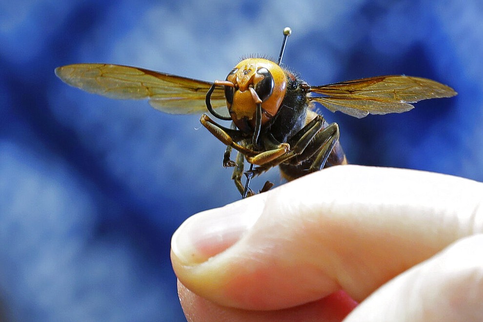 An Asian giant hornet from Japan is held on a pin by Sven Spichiger, an entomologist with the Washington state Dept. of Agriculture, Monday, May 4, 2020, in Olympia, Wash. The insect, which has been found in Washington state, is the world's largest hornet, and has been dubbed the "Murder Hornet" in reference to its appetite for honey bees, and a sting that can be fatal to some people. (AP Photo/Ted S. Warren)
