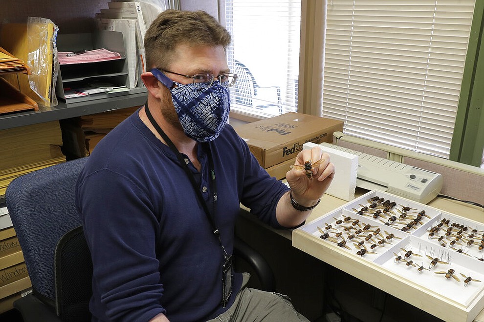 Sven Spichiger, an entomologist with the Washington State Department of Agriculture, poses for a photo with an Asian giant hornet sent from Japan, Monday, May 4, 2020, in Olympia, Wash. The insect, which has been found in Washington state, is the world's largest hornet, and has been dubbed the "Murder Hornet" in reference to its appetite for honey bees, and a sting that can be fatal to some humans. (AP Photo/Ted S. Warren)