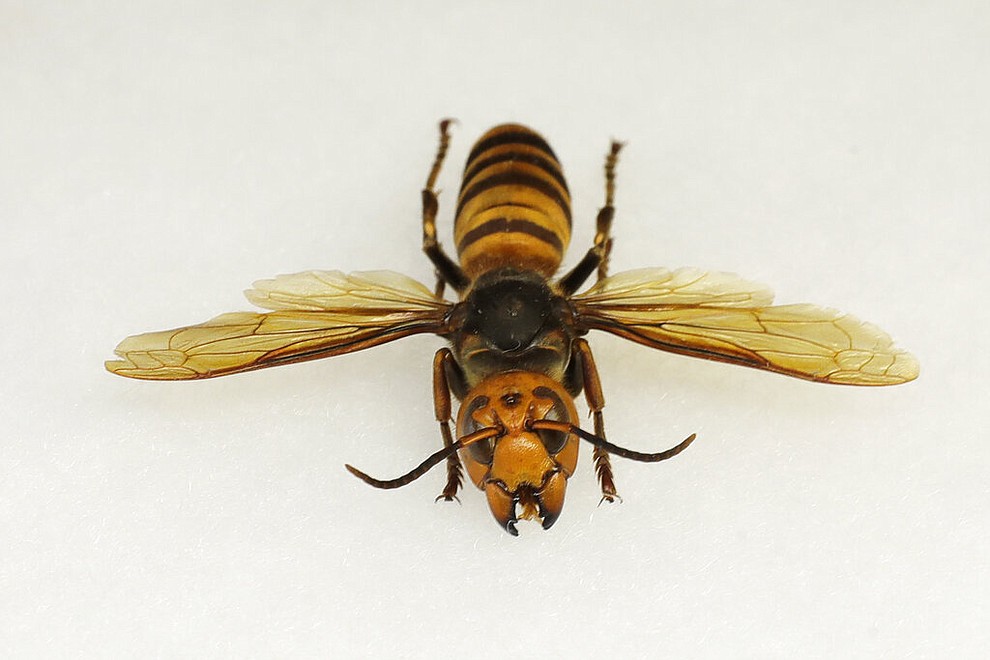 An Asian giant hornet from Japan is displayed at the Washington state Department of Agriculture, Monday, May 4, 2020, in Olympia, Wash. The insect, which has been found in Washington state, is the world's largest hornet, and has been dubbed the "Murder Hornet" in reference to its appetite for honey bees, and a sting that can be fatal to some people. (AP Photo/Ted S. Warren)