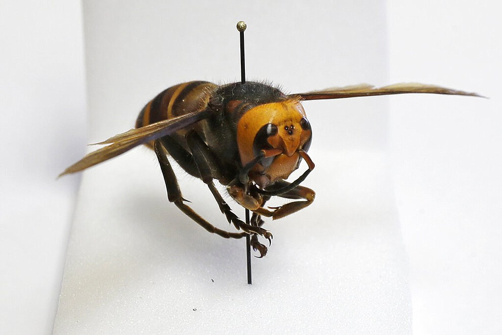 An Asian giant hornet from Japan is displayed on a pin at the Washington state Department of Agriculture, Monday, May 4, 2020, in Olympia, Wash. The insect, which has been found in Washington state, is the world's largest hornet, and has been dubbed the "Murder Hornet" in reference to its appetite for honey bees, and a sting that can be fatal to some people. (AP Photo/Ted S. Warren)