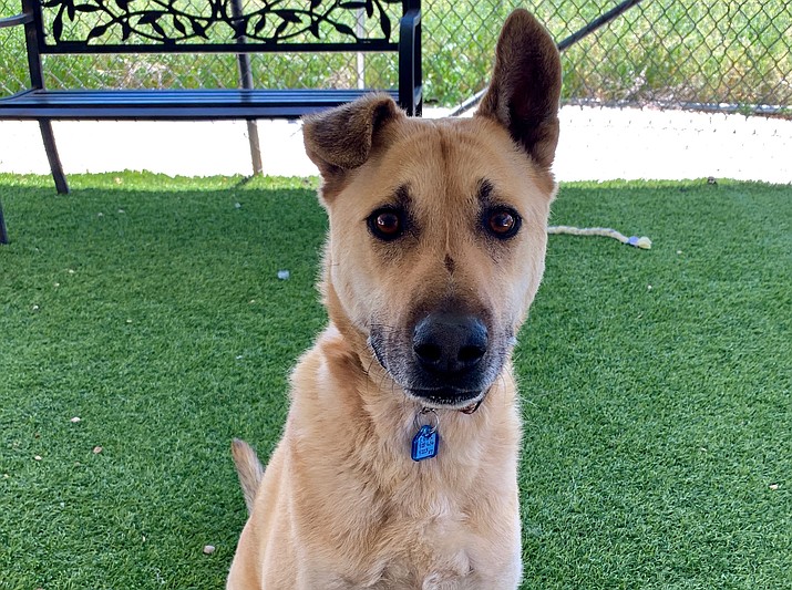 Meet Yogi, an approximately 4 1/2-year-old Black Mouth Cur mix.