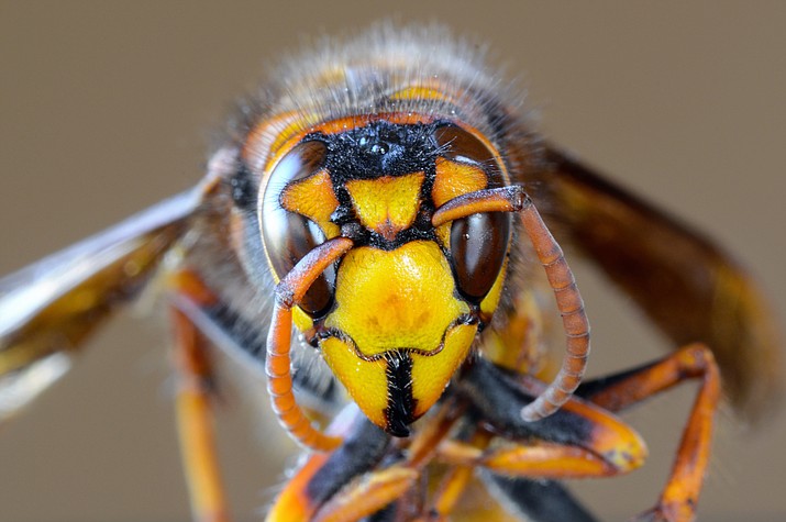 The Asian giant hornet – nicknamed the “murder hornet” – had made its way to the United States in select parts of Washington state. Adobe Photo Stock