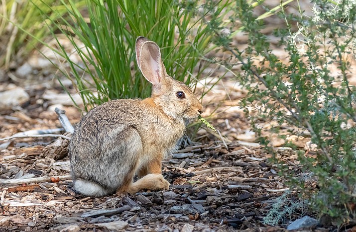 A deadly virus poses a serious threat to desert cottontails. (Stock photo)