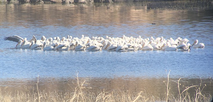 A flock American White Pelicans at Willow Lake in Prescott. (Eric Moore/Courtesy)