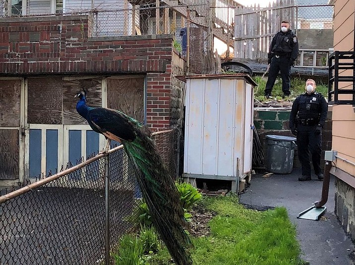 This photo provided by the Boston Police Department shows officers and a peacock in Boston on Monday, May 11, 2020. A Boston police officer used an electronic mating call Monday to help capture the peacock that had escaped from a nearby zoo. (Boston Police Department via AP)