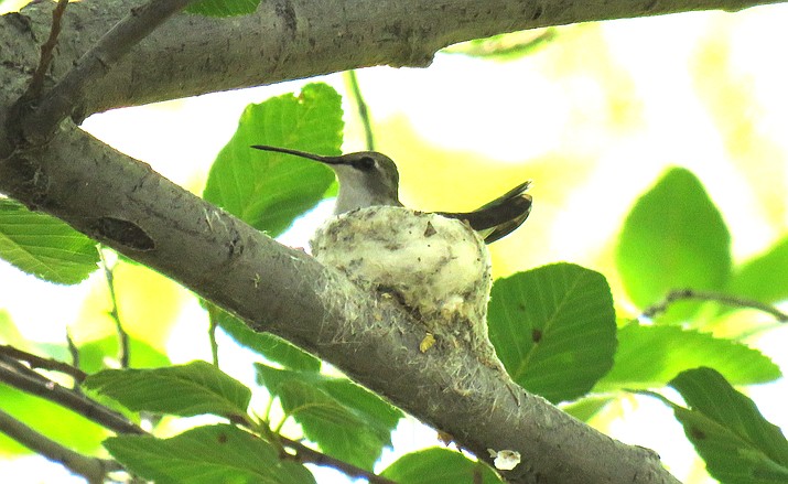 A female hummingbird sits her nest near Clear Creek.