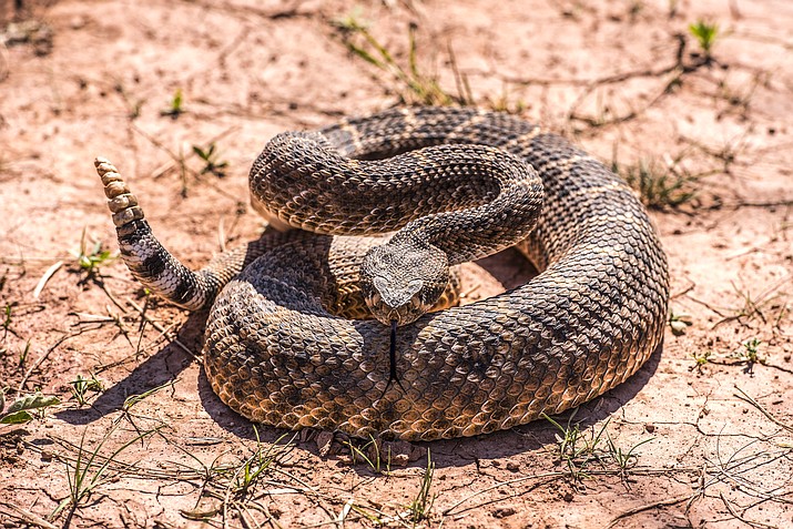 According to the Arizona Poison and Drug Information Center in Tucson and the Banner Poison and Drug Information Center in Phoenix, there have been 56 rattlesnake bites this year. (Stock photo)