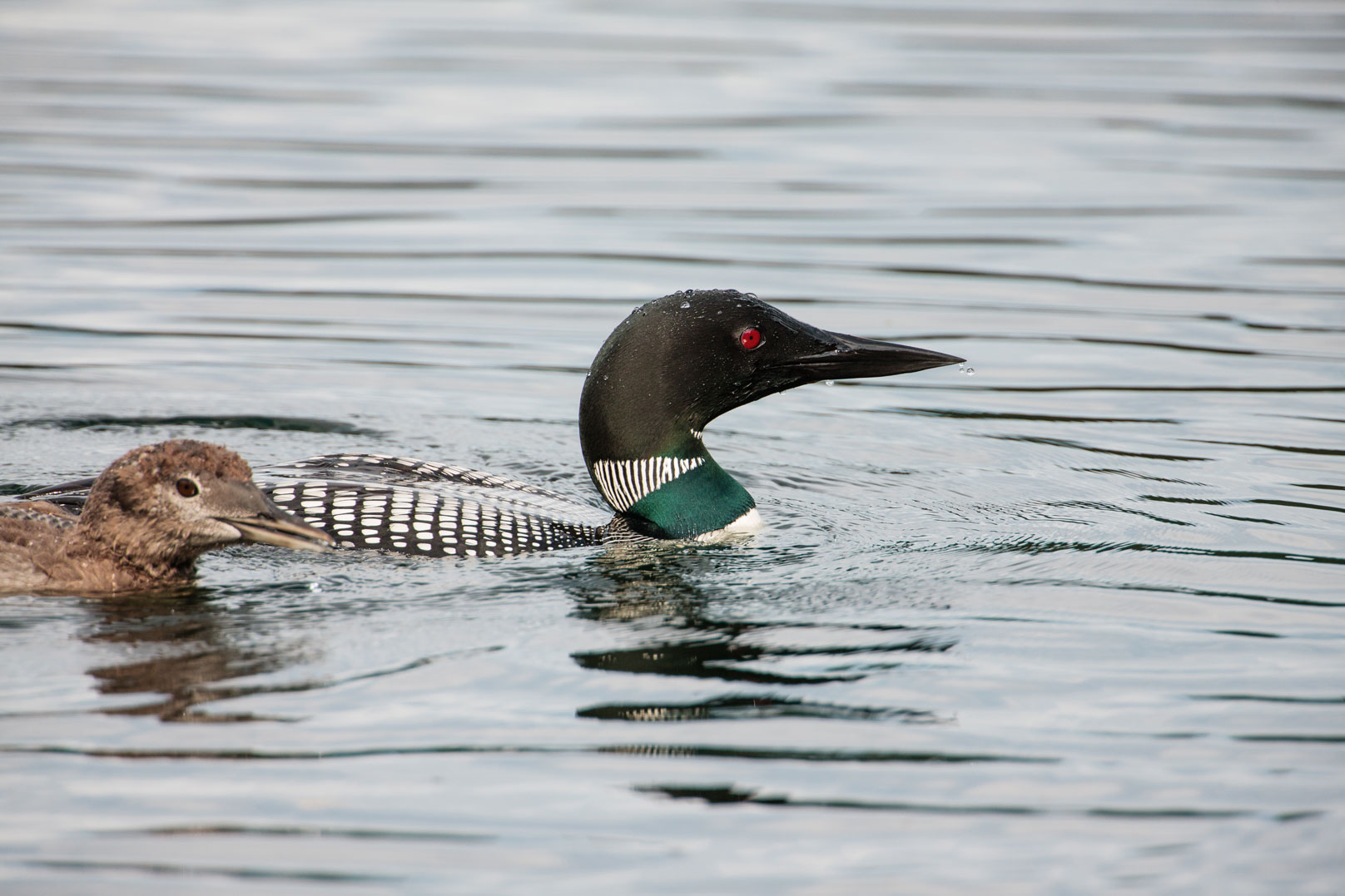 Officials: Loon killed bald eagle by stabbing its heart | The Daily ...