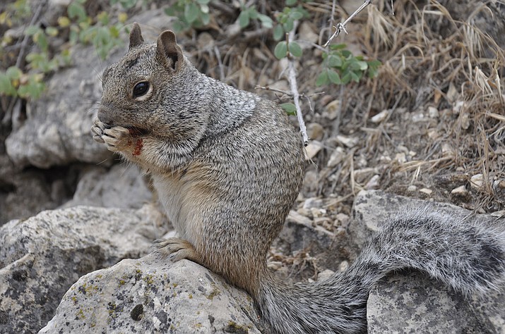 Backyard Gardener: Rock squirrels beneficial to our ecosystem | The