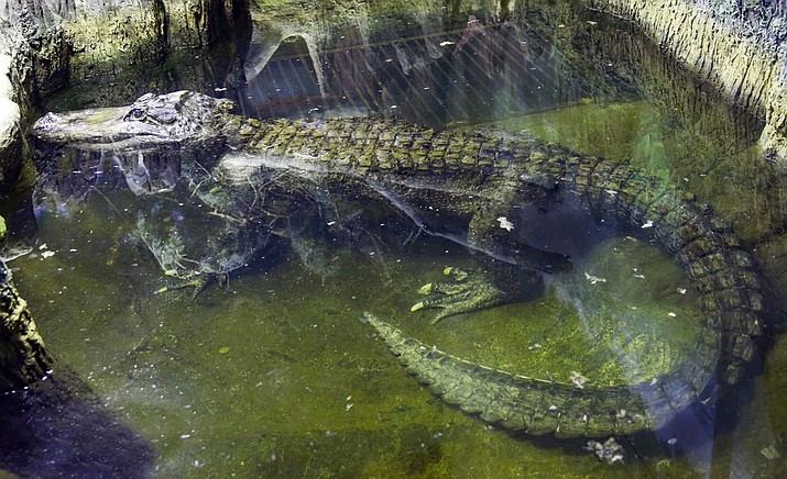 In this photo taken on Tuesday, Feb. 19, 2019, the alligator Saturn swims in water at the Moscow Zoo, in Moscow, Russia. An alligator that many believed to have once belonged to Adolf Hitler has died in the Moscow Zoo. The zoo said the alligator, named Saturn, was about 84 years old and died on Friday. (AP Photo/Mikhail Bibichkov)