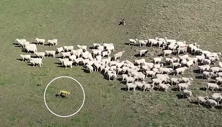 The engineering firm Boston Dynamics has teamed up with a New Zealand software company to test a robotic dog that can herd sheep. (Rocos)