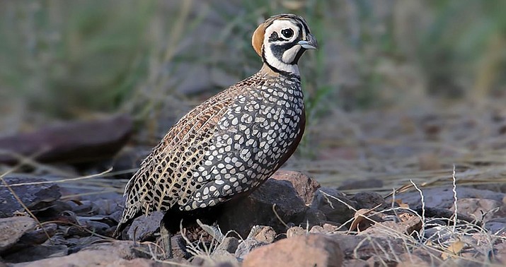 A male Montezuma quail. (Courier file)