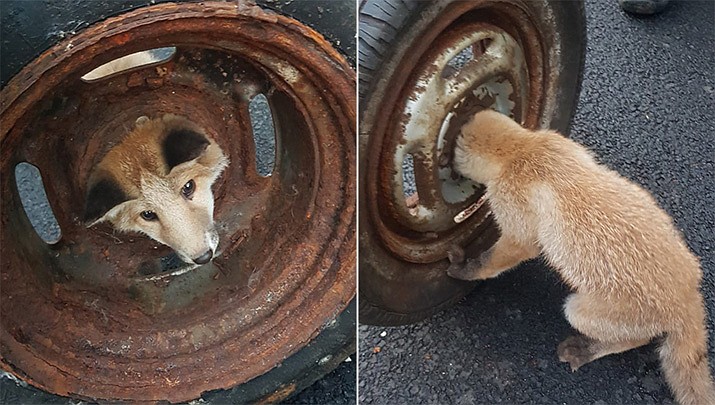 Scottish firefighters freed this fox cub after it got its head stuck in an old, rusty wheel. (Knightswood Community Fire Station)