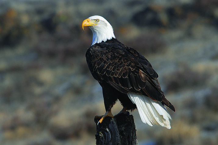 A bald eagle sits on a tree stump. The Prescott National Forest will be lifting the closure order on the bald eagle nesting area along the Verde River, south of Camp Verde on Wednesday, June 10, 2020. (Verde Canyon Railroad/Courtesy)