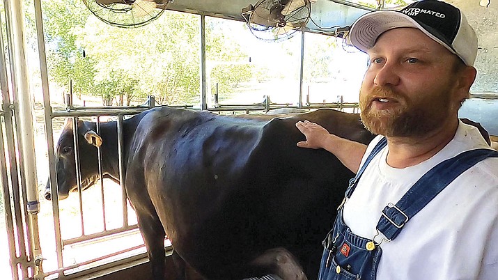Kyle Jeffers with his dairy cows at the IronRodeo Acres Farm in Chino Valley, on June 9, 2020. (Jesse Bertel/Review)