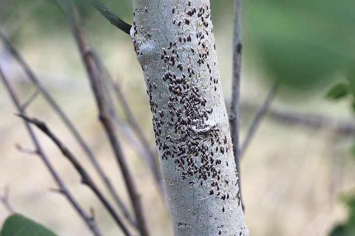 Oystershell scale has ravaged many aspen trees in northern Arizona. The USFS and other groups are studying ways to treat the insect infestation. (Wendy Howell/WGCN)