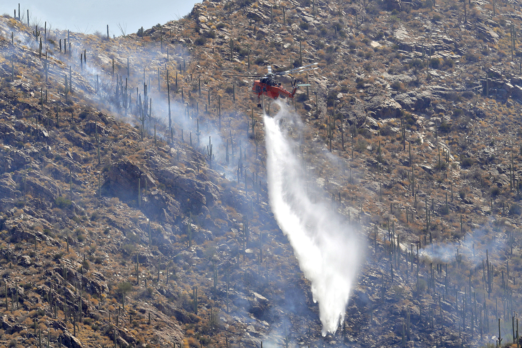 Scientists believe invasive grass contributes to Tucson wildfire