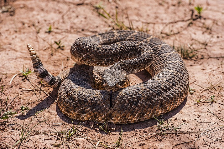 A recent Gallup poll of American adults revealed that most people – 51 percent — fear snakes more than any other possibility, including speaking in public or spiders. A third of all adults worldwide have ophidiophobia, an abnormal fear of snakes. (Courier stock photo)