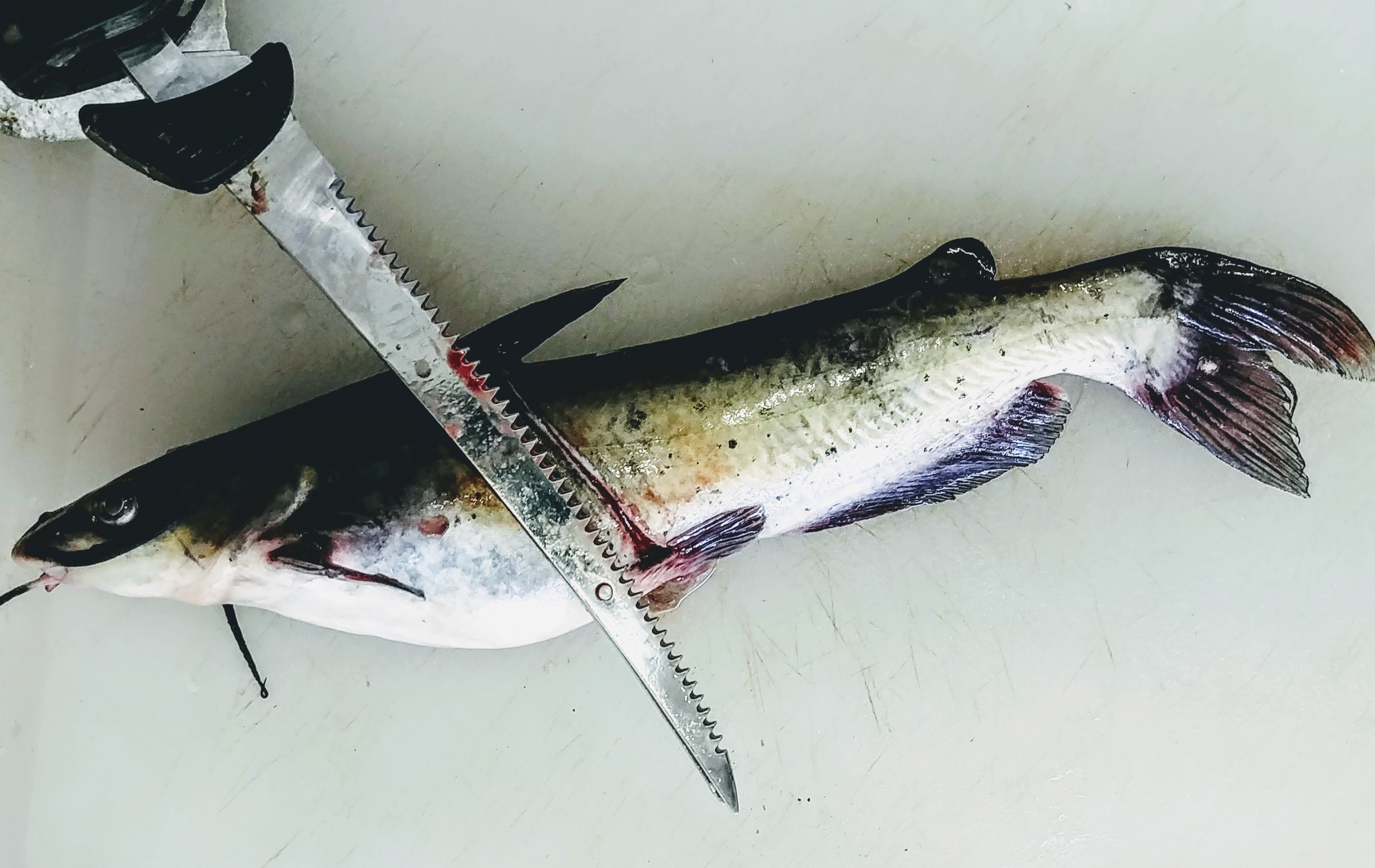 Outdoors Learning to fillet a catfish is easy Kingman Daily Miner