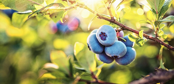 July is National Blueberry Month. It’s a great time to celebrate this super fruit!(Courier file photo)
