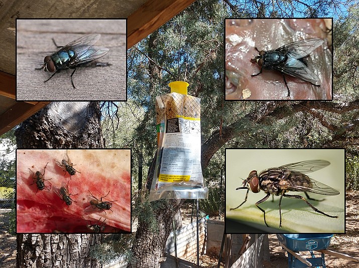 blow fly trap
