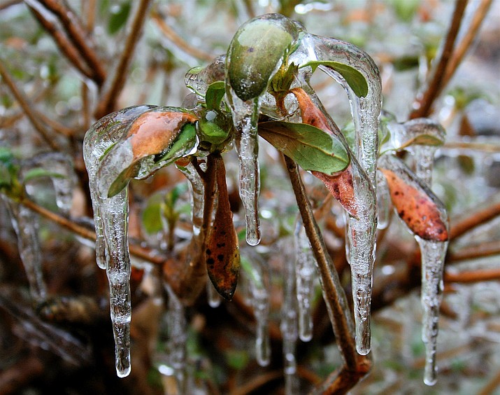 This undated photo taken near New Market, Va., illustrates how plants are becoming more stressed by unpredictable weather extremes. The climate in 2025 will be different even from that of 2020 so take that into account when doing your landscape planning. Choose plant varieties that can adapt to unusual growing conditions. (Dean Fosdick via AP)