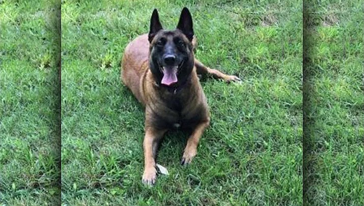 Roux, a 3-year-old Belgian Malinois, woke her owner Jeff LeCates with “frantic and unusual barks” on Saturday night in Franklin, Tennessee. (Franklin Fire Department)
