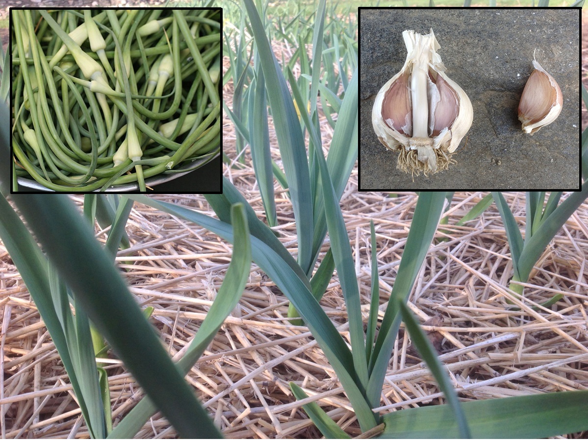 Backyard Gardener Growing garlic The Daily Courier Prescott, AZ
