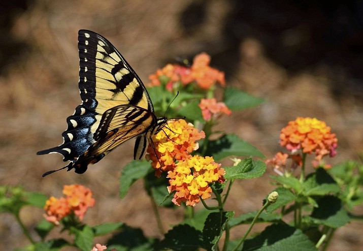 For desert blooms through summer’s heat, lantana’s fame is widespread. Choose wisely when planting annual flowers that will have to stand up to hot weather. (Ken Lain/Courtesy)
