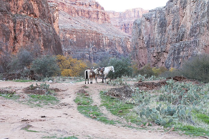 The Havasupai Reservation is located at the bottom of the Grand Canyon and has taken a stand against uranium mining and the impacts it could have on water supplies for the tribe. (Loretta McKenney/WGCN)