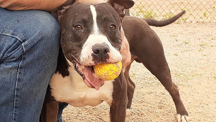 Senior animals feel the love at Mohave County Animal Shelter in Kingman ...