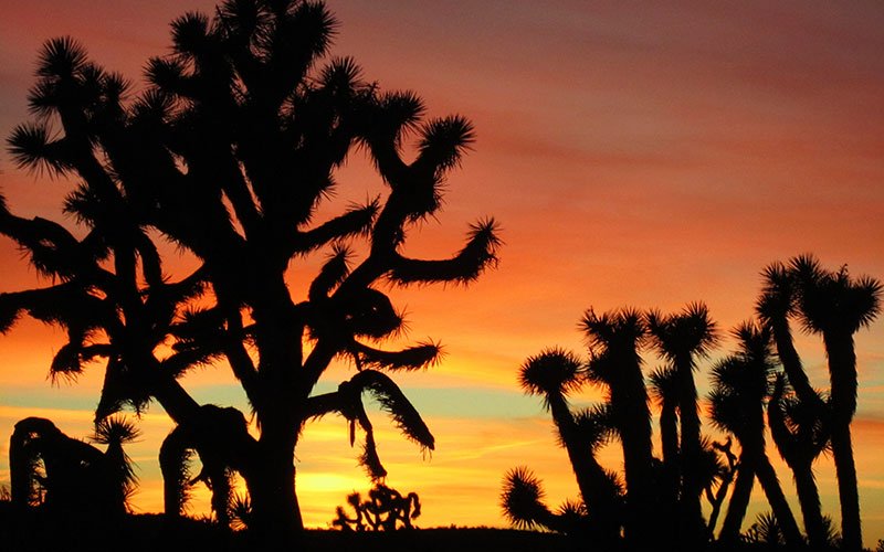 Proposal to protect Joshua trees from climate change proves divisive - Grand Canyon News