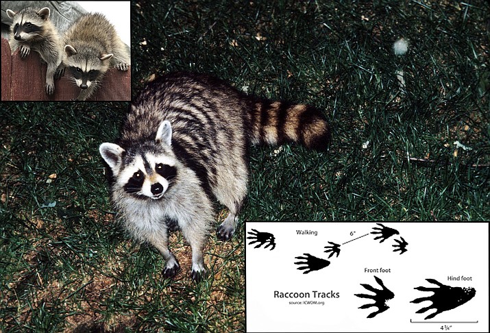 Most people find raccoons (Procyon lotor) very cute, but their sustained presence around homes, gardens, and orchards is often damaging and even dangerous for people and pets. Recently, a Yavapai County Master Gardener in Prescott Valley discovered two kits living near her home (upper left photo by Barbara McCurry). They are easily identified by their unique tracks. (University of Wisconsin Extension/Courtesy)