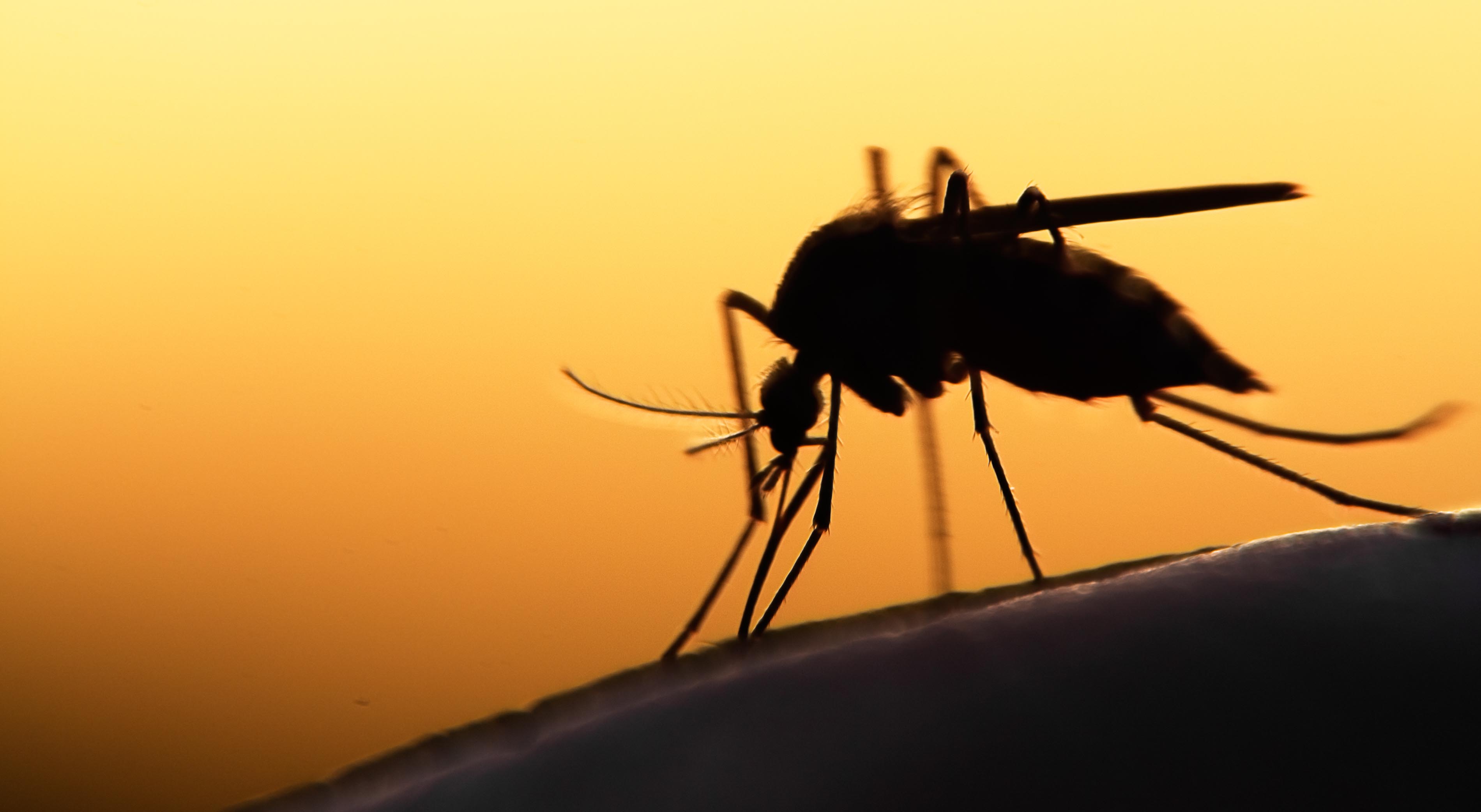 Mosquito season has arrived in Verde Valley The Verde Independent