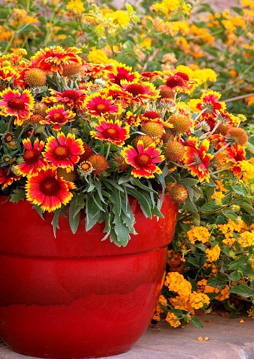 Shown is an Arizona Gaillardia, the perfect mountain perennial with huge fiery flowers on a compact plant. It loves the heat and is amazingly drought hardy. (Ken Lain/Courtesy)