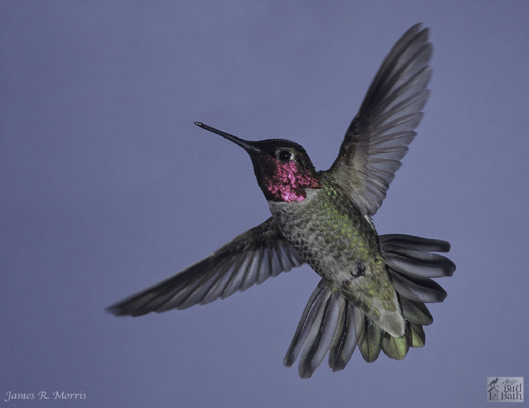 Birding: The wonder of hummingbirds — nature's flying jewels | The Daily  Courier | Prescott, AZ