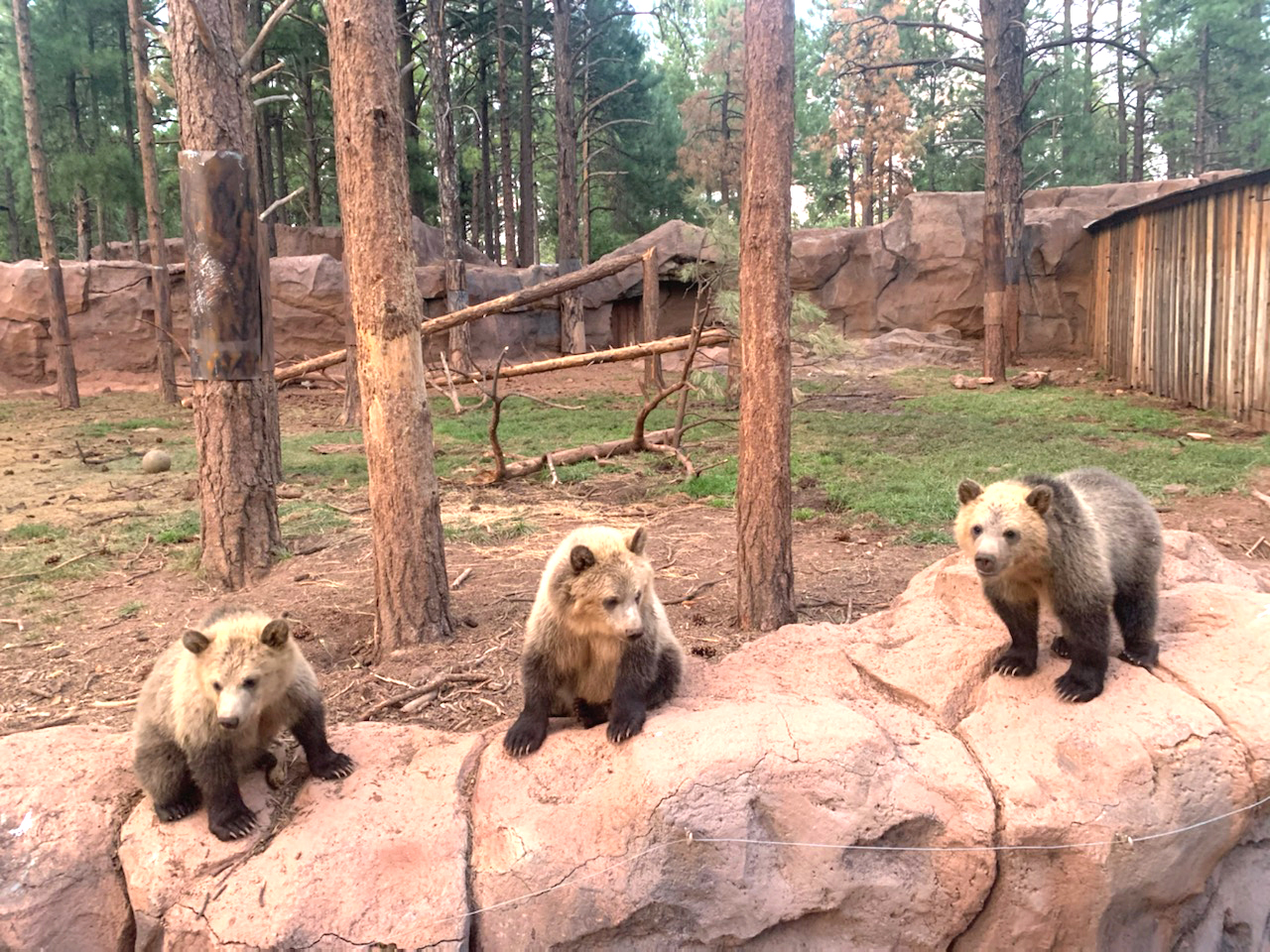 Bearizona's 1 million Grizzly Encounter habitat to be completed by