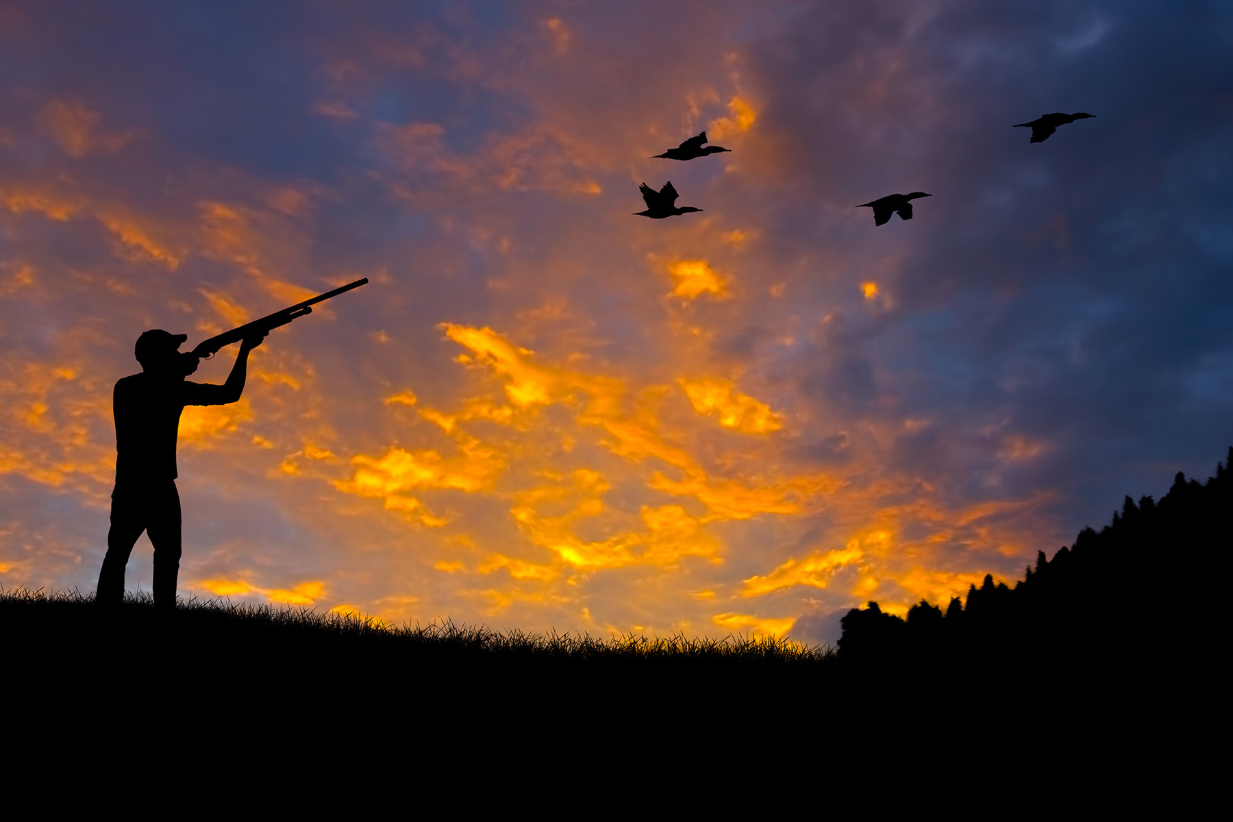 Dove hunter deals