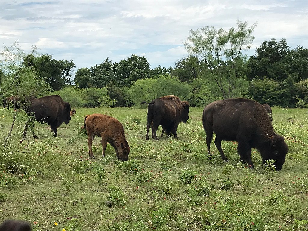 57 bison relocated from North Rim of Grand Canyon | Kingman Daily Miner ...