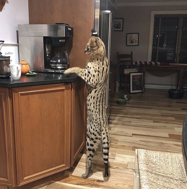 In this Aug. 26, 2020, photo provided by Dean King, Spartacus his pet exotic African serval cat, stands up to look at a coffeemaker in his home in Merrimack, N.H. The 40-pound (18-kilogram) serval cat has been found safe and sound after escaping from his home on Wednesday, Sept. 9, and spending days in the New Hampshire wild. (Lisa King via AP)