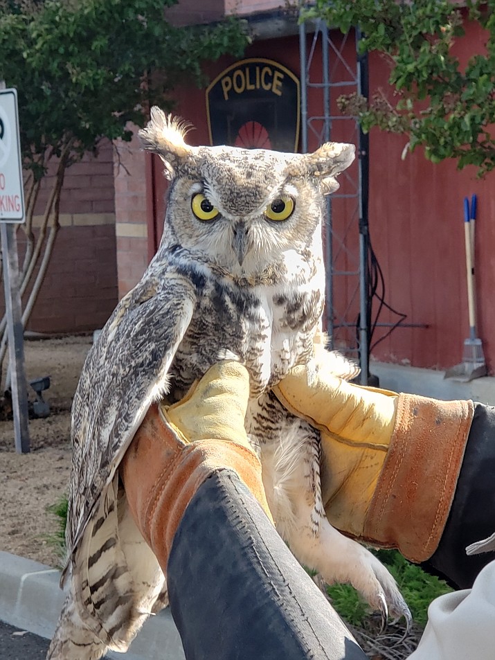 The Prescott Valley Animal Control Unit received a call for a possibly injured Great Horned Owl, which was turned over to Wild at Heart Inc. Raptor Rescue. (PVPD)