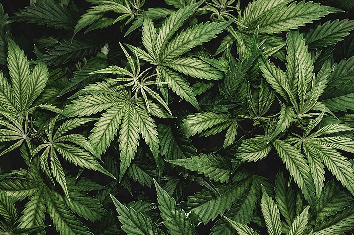 Cannabis, also known as marijuana, is a psychoactive drug from the Cannabis plant. (Adobe stock)