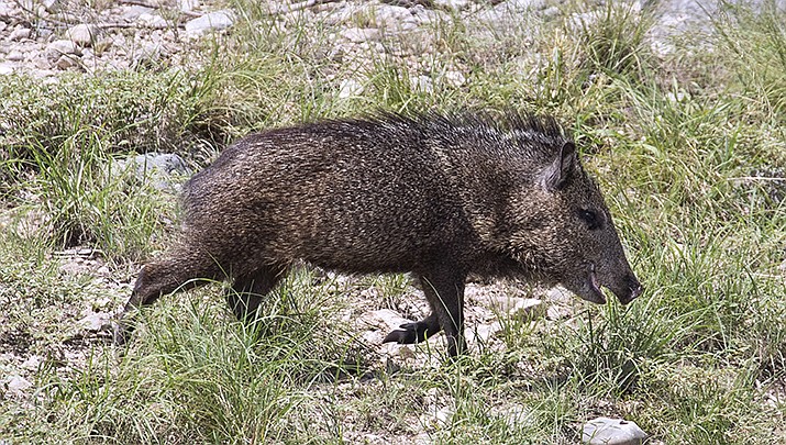 The Arizona Game and Fish Department is accepting applications for spring 2021 hunting permit-tags, including for javelina. (Adobe image)
