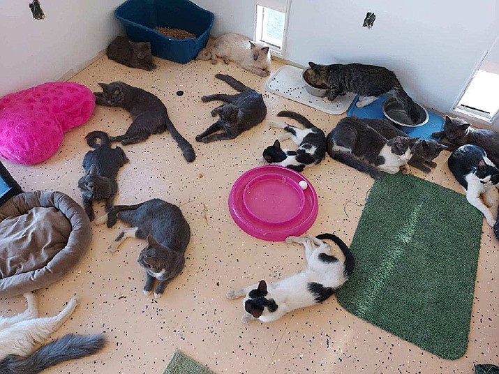 Mohave County Animal Shelter needs help with cats Kingman Daily Miner