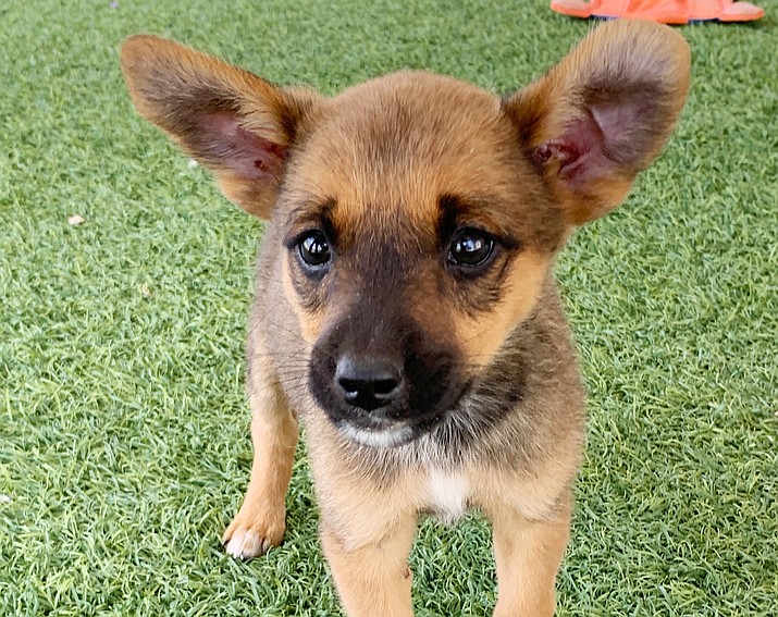 Grover is an 8-week old puppy who was born out on the Kayenta reservation. He came in with his five brothers and sisters. (Chino Valley Animal Shelter)