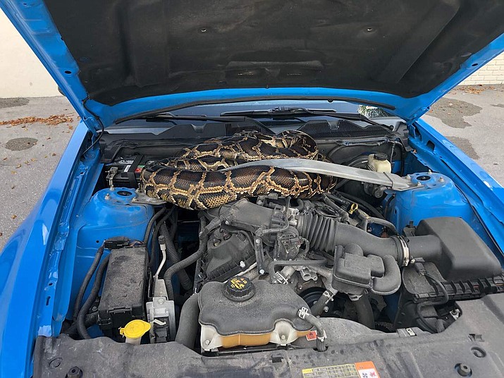 A 10-foot Burmese python was found under the hood of a car in Dania Beach, Florida. (Florida Fish and Wildlife Conservation Commission)
